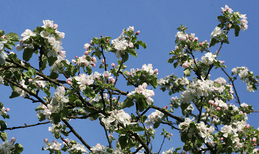 Obstgarten