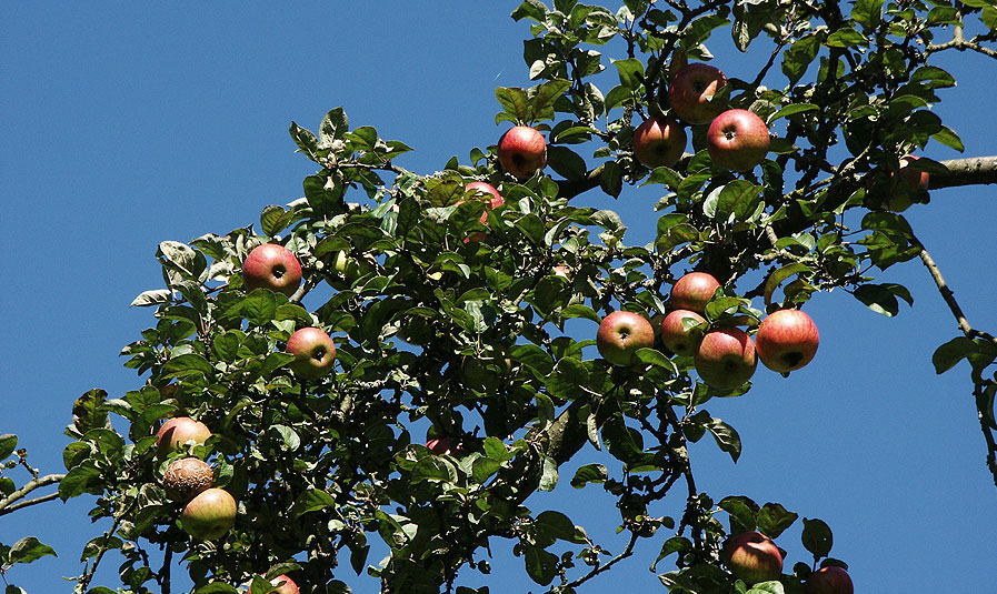 Obstgarten