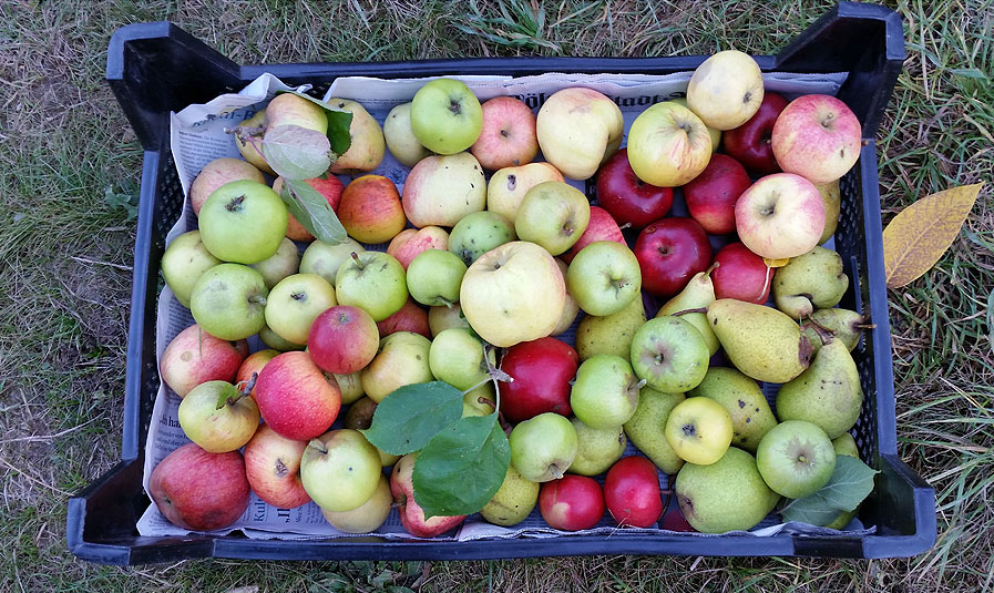 Obstgarten