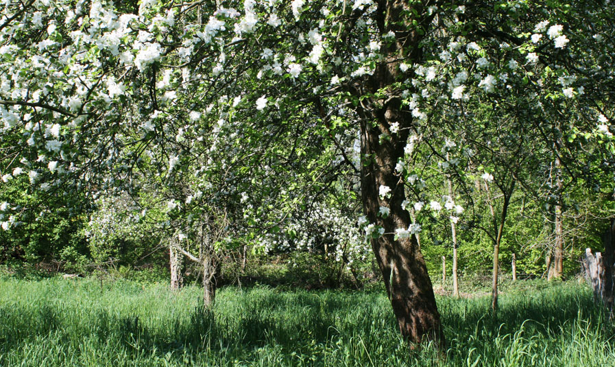 Obstgarten